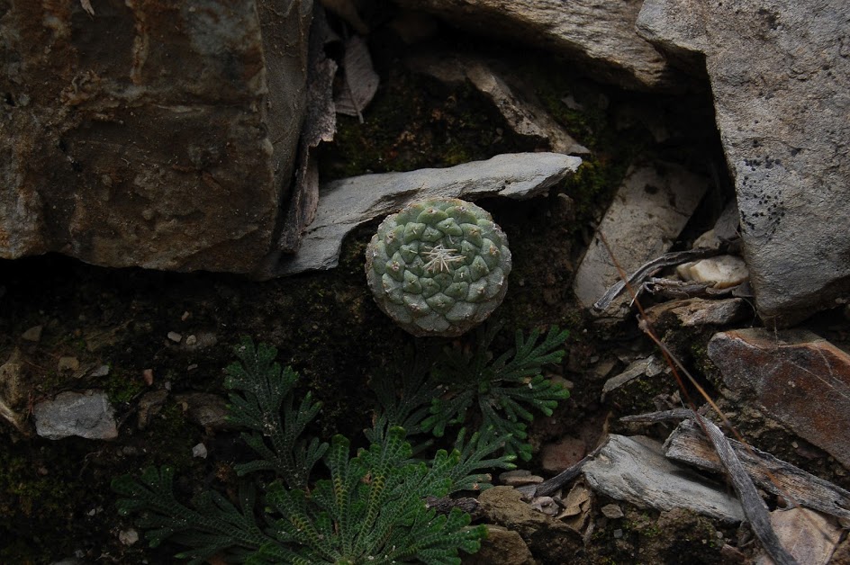 Diffusa-02.jpg