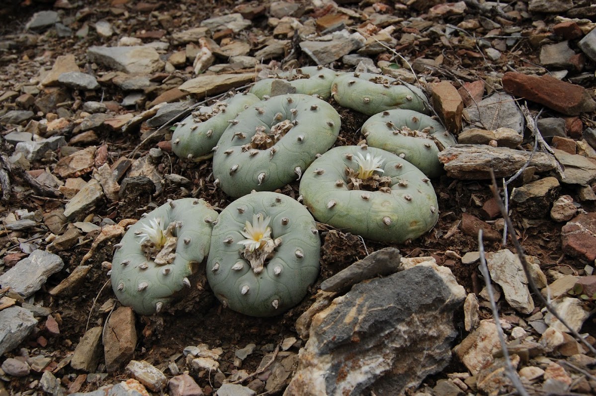 Diffusa-06.jpg