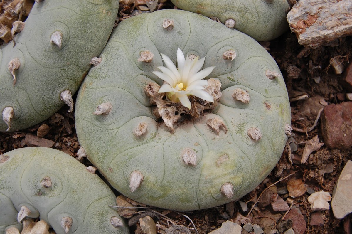 Diffusa-08.jpg