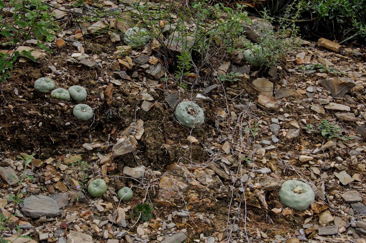 Diffusa-13.jpg