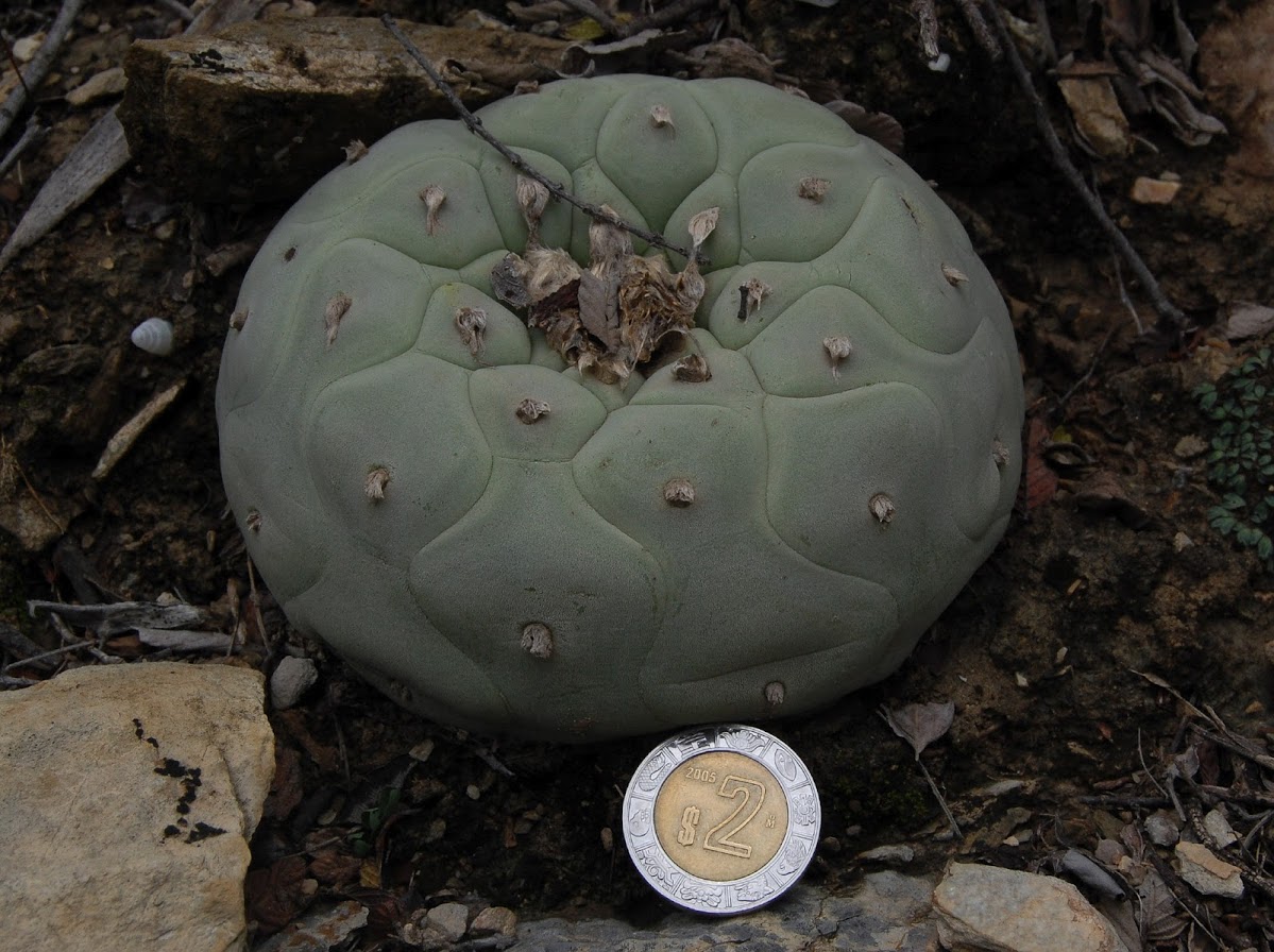 Diffusa-15.jpg