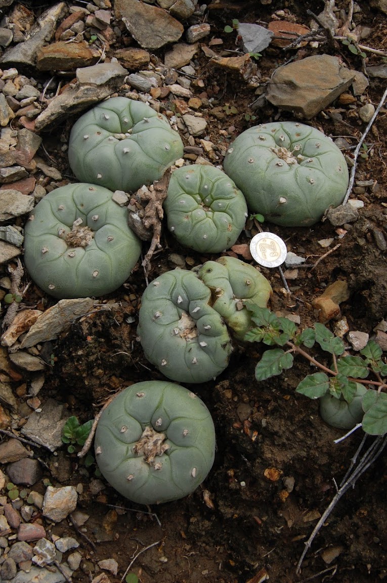 Diffusa-18.jpg