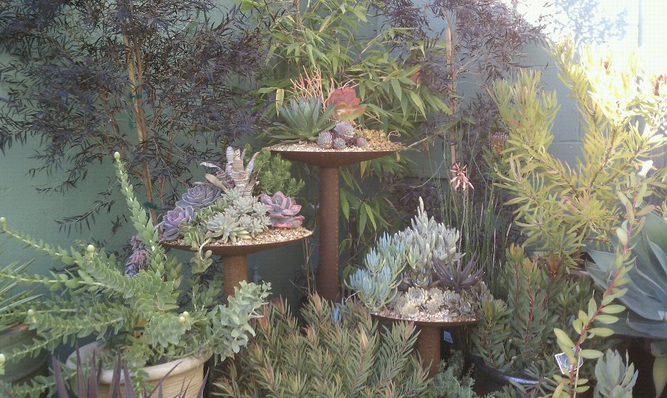 dig+gardens_succulent+inspiration.jpg