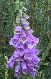 Digitalis.jpg