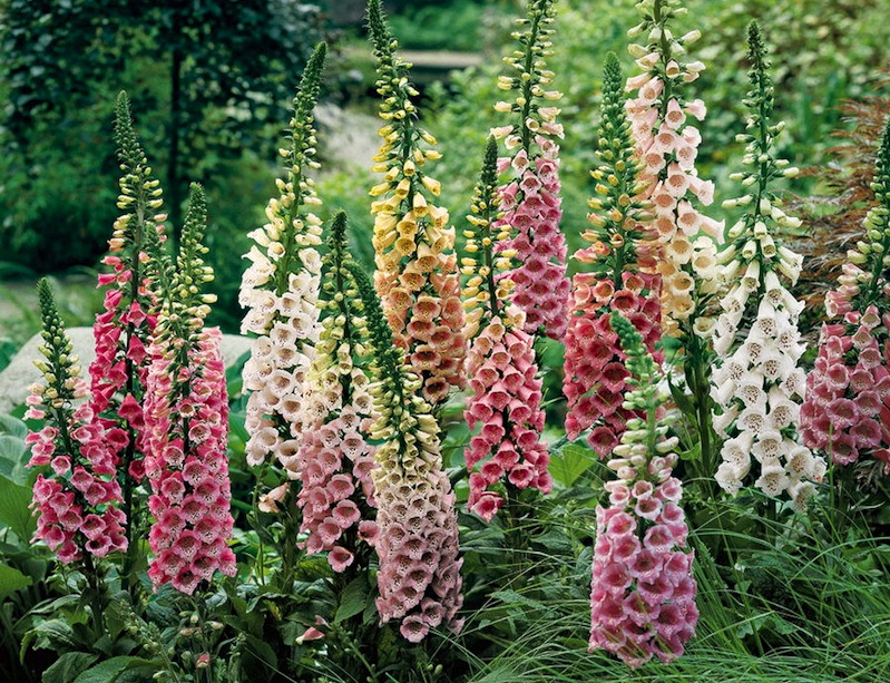 Digitalis.jpg