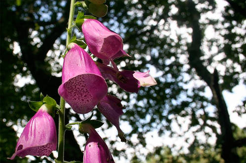 Digitalis_purpurea.JPG