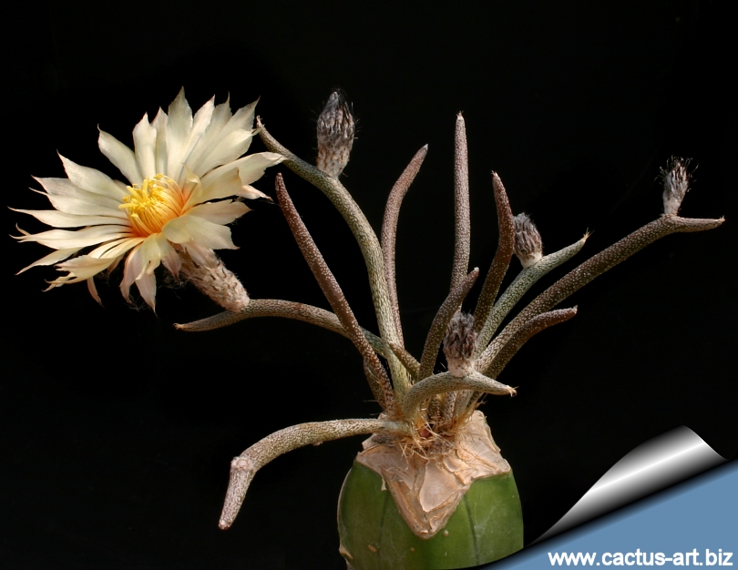 Digitostigma_caput_mdusae_graft_810.jpg