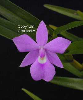 dimerandra_elegans.jpg