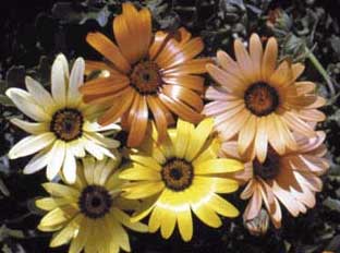 dimorphoteca-aurantiaca.jpg