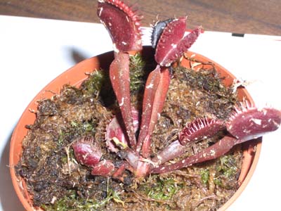 Dionaea%20akai%20ryu.jpg