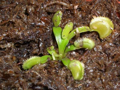 Dionaea%20dentata.jpg
