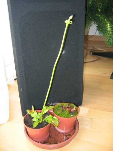Dionaea%20flor.jpg