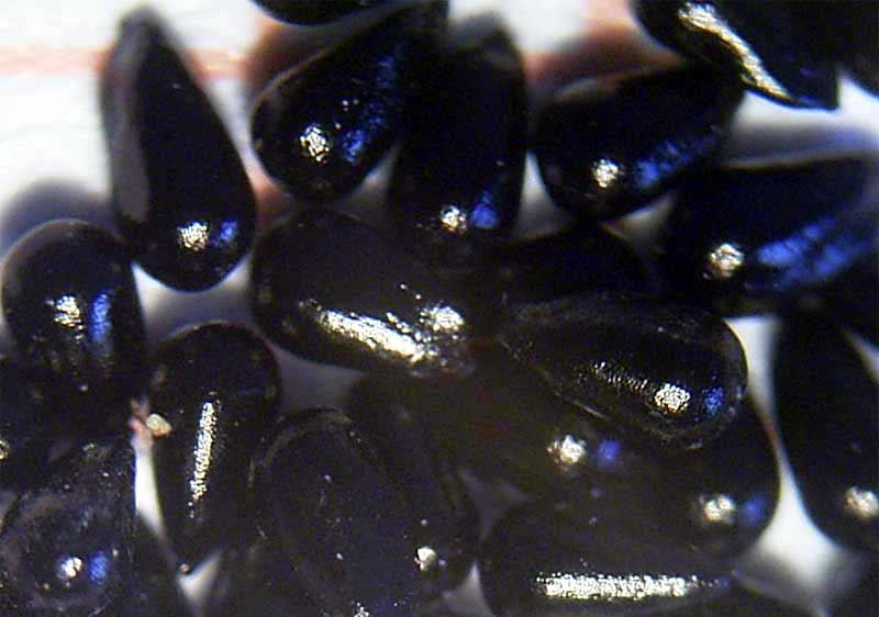 dionaea%20semillas.jpg