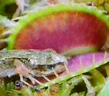 dionaea.gif