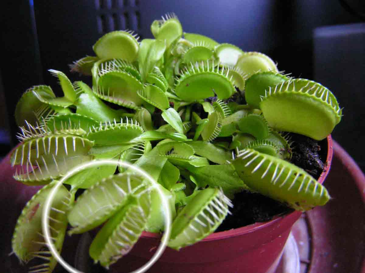 Dionaea.jpg