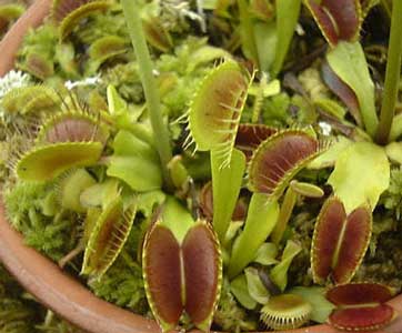dionaea-muscipula-3.jpg