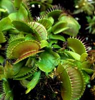 Dionaea-muscipula.jpg