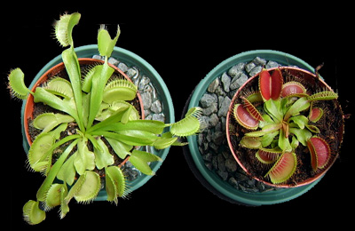 dionaea1%7E5.jpg