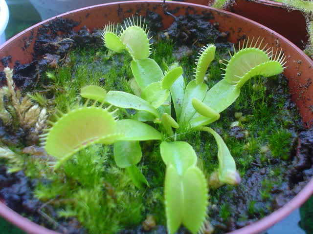 dionaea22.jpg