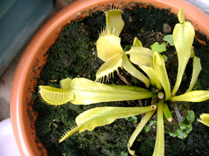 dionaea3.jpg