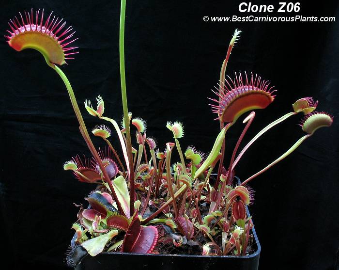 Dionaea_Clone_Z06.jpg
