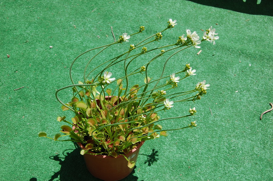 Dionaea_like_hydra_xD_by_Art4DooM.jpg