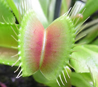 Dionaea_muscipula_045_(03-09-2005)%5B1%5D.jpg