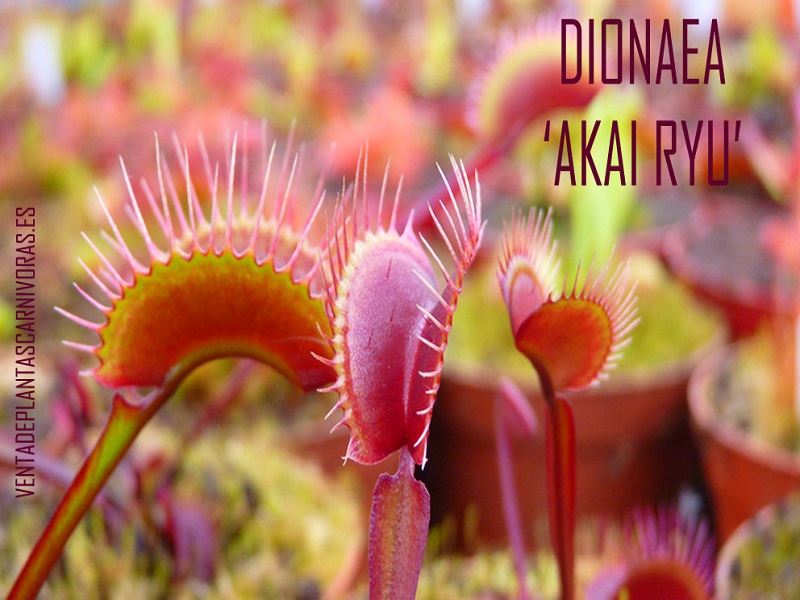 dionaeaakai-ryu%20copia.jpg