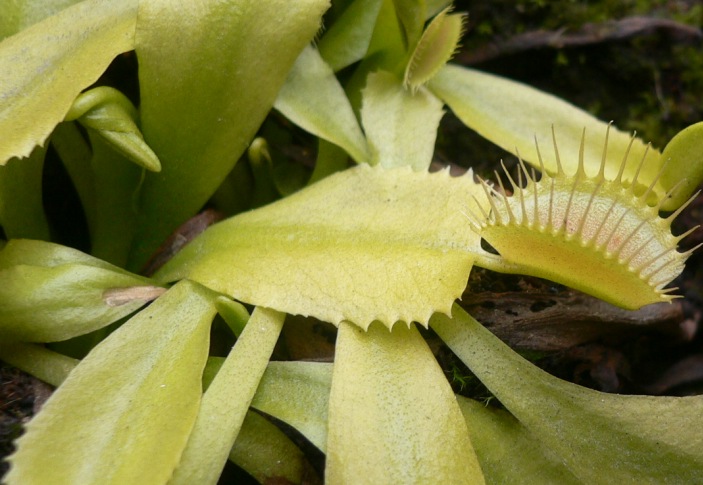 Dionea%20peque%F1a.jpg