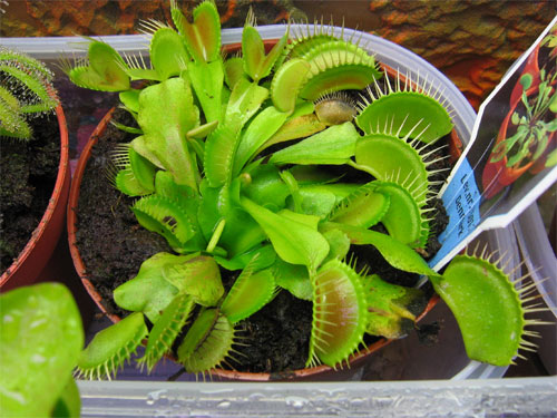 Dionea-muscipula.jpg
