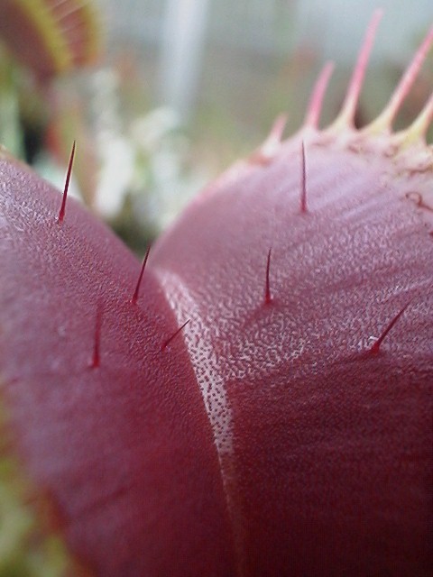DIONEA1.JPG