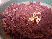 dionisia5.jpg