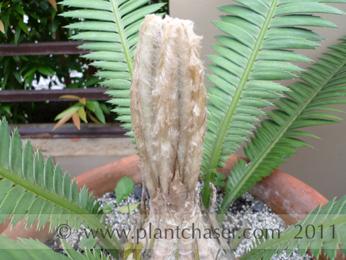 Dioon-mejiae-02.jpg