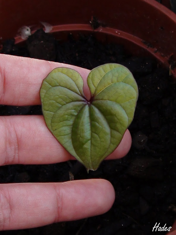 Dioscorea+bulbifera.jpg