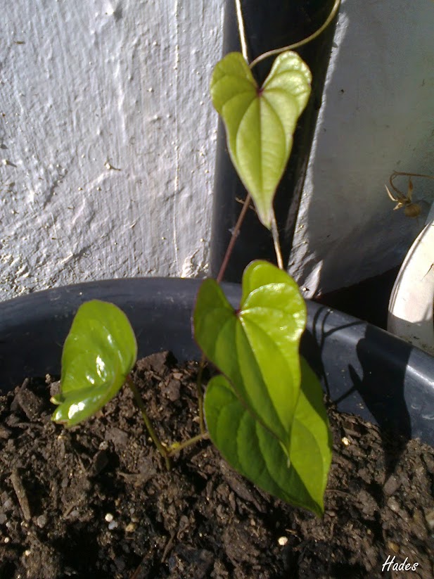 dioscorea.jpg