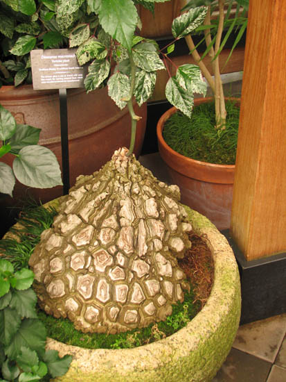 Dioscorea_mexicana2NN.jpg
