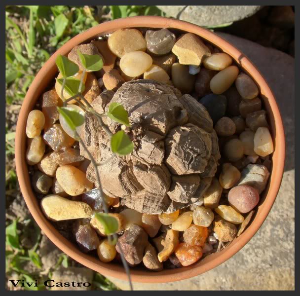 Dioscoreaelephantipes3.jpg