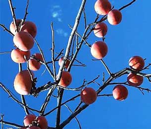 diospyros-kaki.jpg