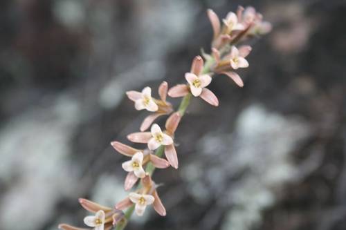 Dipcadi_serotinum.JPG
