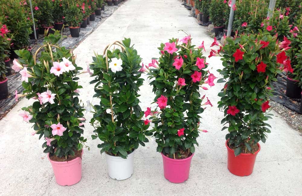dipladenia-sandevilla-3.jpg