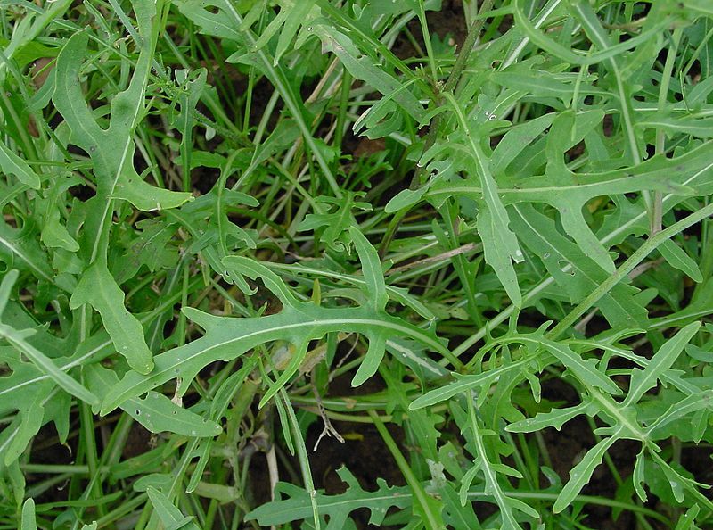 Diplotaxis_tenuifolia.jpg