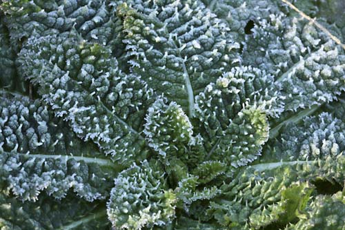 Dipsacus%20sativus_leaves.jpg