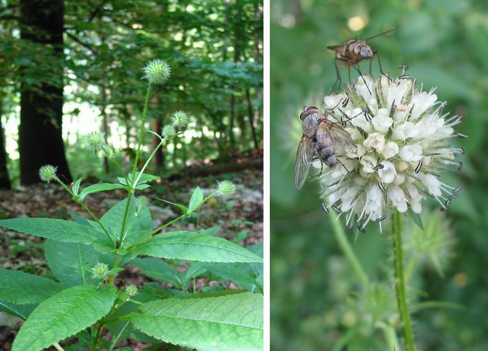 dipsacus_pilosus.jpg
