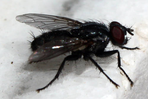 Diptera.jpg