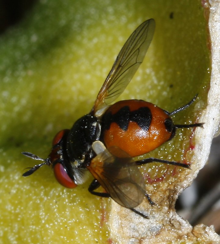diptera_2132.jpg