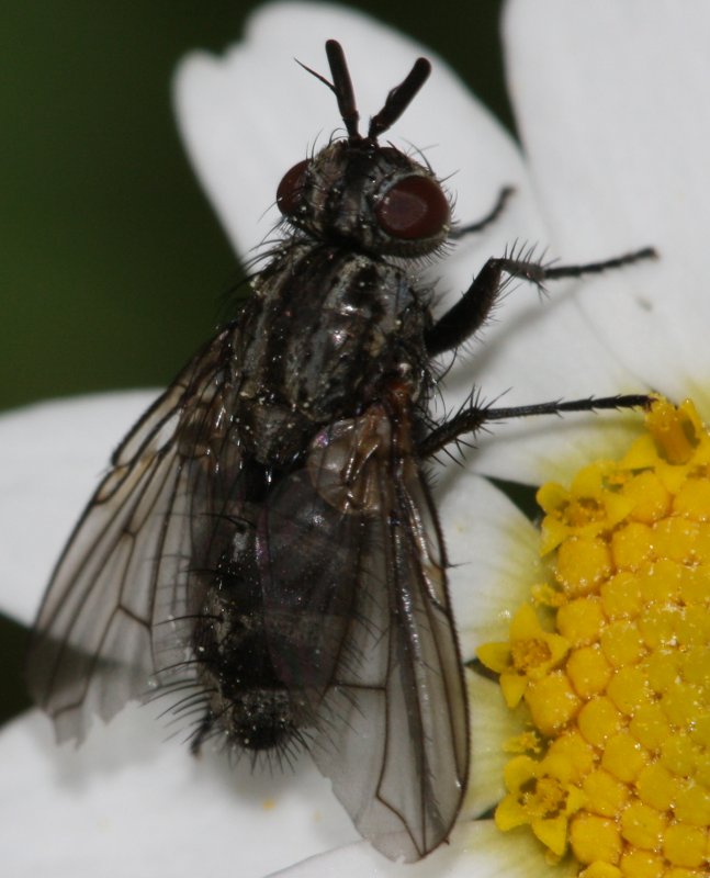 dipterae.jpg