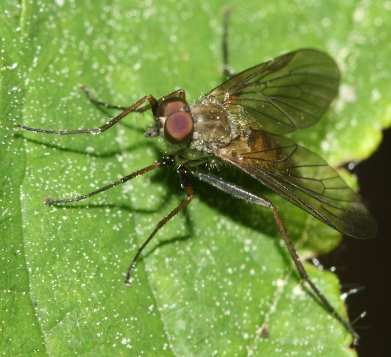dipteraea.jpg