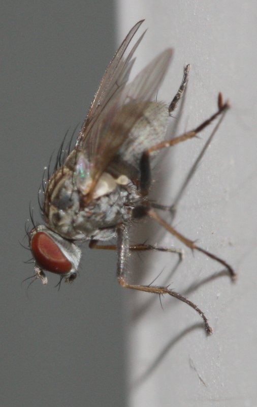Dipteraeaju.jpg