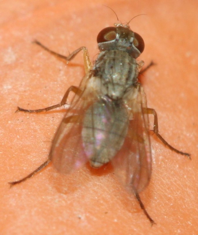 Dipteraeju.jpg
