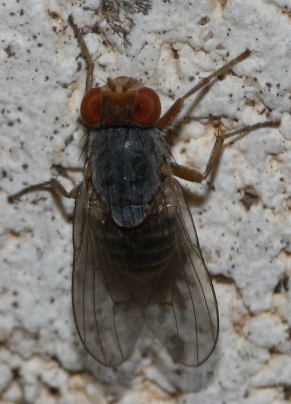 diptero1hoag.jpg
